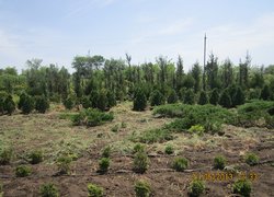 Приватне підприємство Марини Попілевич, яка займається вирощуванням та реалізацією декоративних рослин, дизайном, проектуванням та озелененням